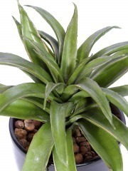 Agave lechuguilla artificiel