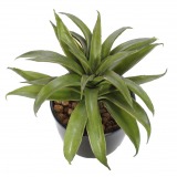 Agave lechuguilla artificiel