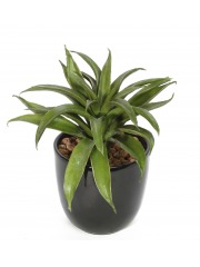 Agave lechuguilla artificiel