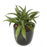 Agave lechuguilla artificiel