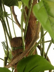 Philodendron artificiel grimpant