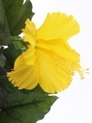 Hibiscus artificiel jaune
