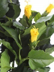 Hibiscus artificiel jaune