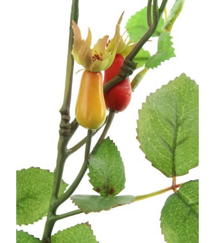 Branche d'églantier fleuri