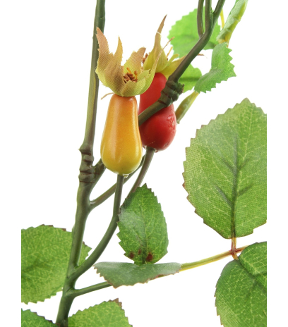 Branche d'églantier fleuri
