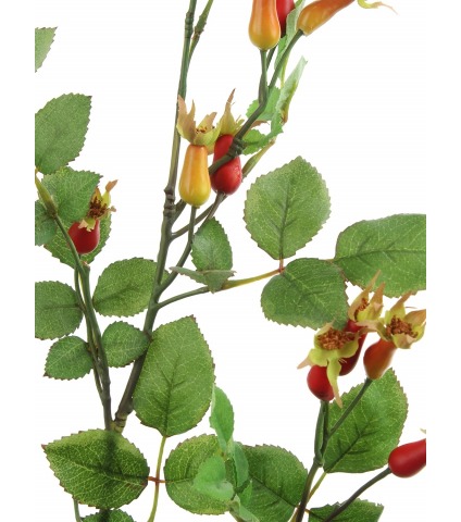 Branche d'églantier fleuri