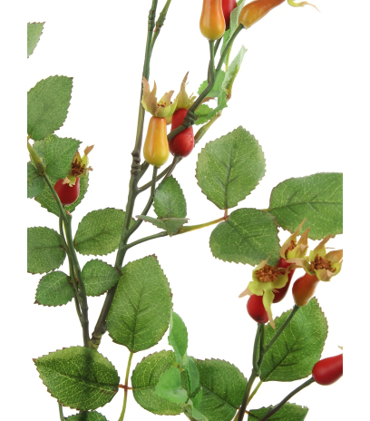 Branche d'églantier fleuri