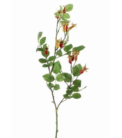 Branche d'églantier fleuri