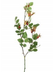 Branche d'églantier fleuri