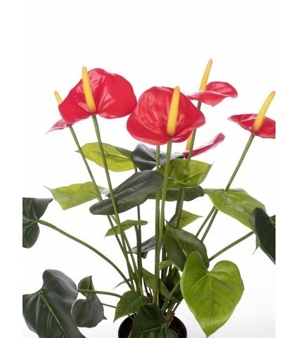 Anthurium artificiel en pot