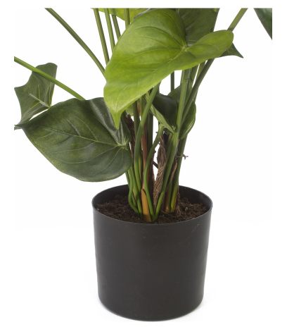 Pot
