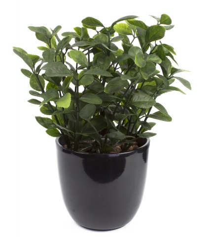 Berbéris artificiel