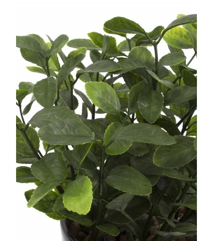 Berbéris artificiel