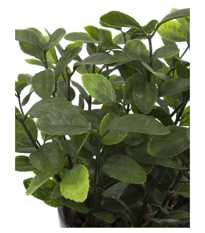 Berbéris artificiel