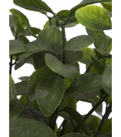 Berbéris artificiel