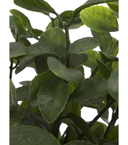 Berbéris artificiel