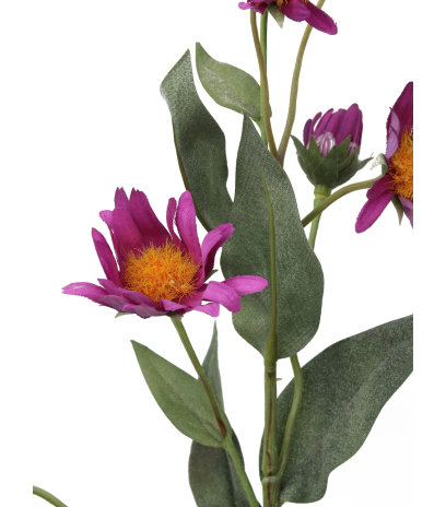 Aster artificiel violet