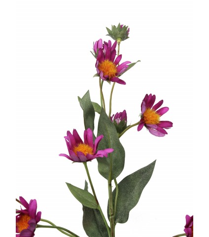 Aster artificiel violet