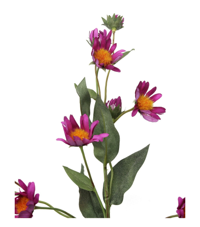 Aster artificiel violet