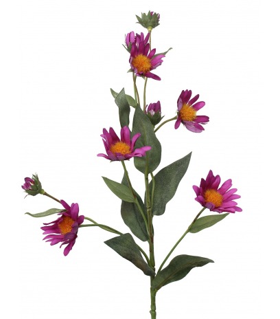 Aster artificiel violet