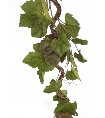 Branche de vigne tortueuse