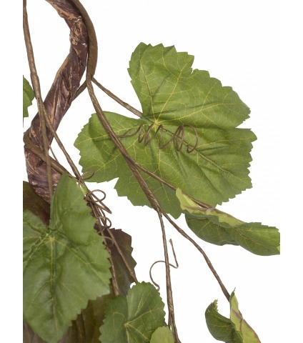 Branche de vigne tortueuse