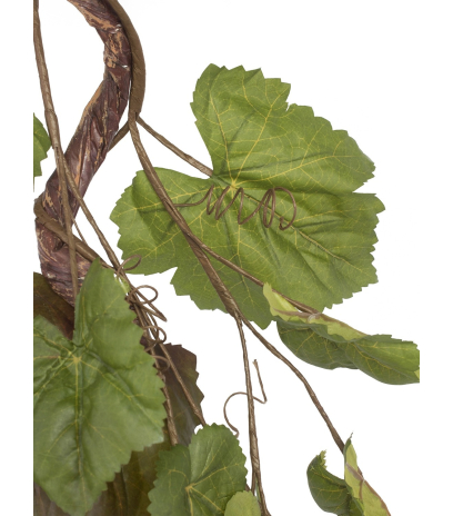 Branche de vigne tortueuse
