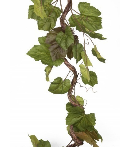 Branche de vigne tortueuse