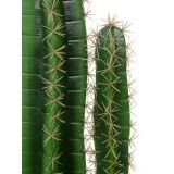 Cactus candélabre artificiel