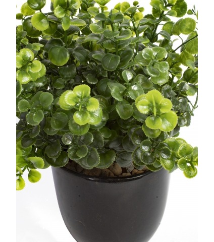 Chute de peperomia artificielle