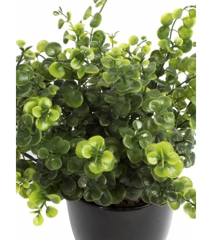Chute de peperomia artificielle