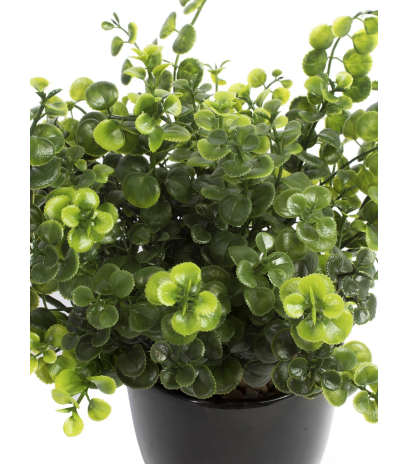 Chute de peperomia artificielle