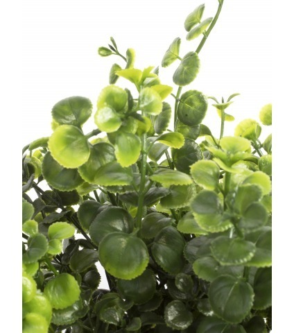 Chute de peperomia artificielle