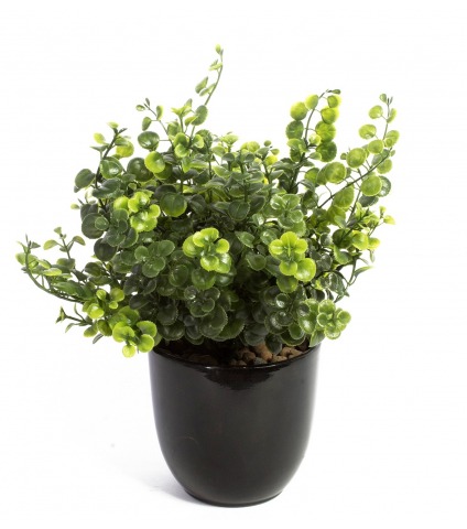 Chute de peperomia artificielle