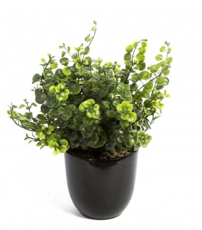 Chute de peperomia artificielle