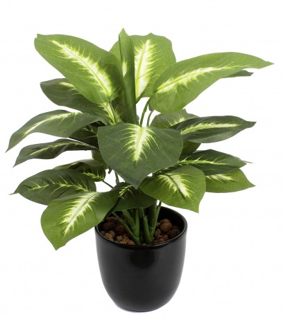 Dieffenbachia camilla artificiel