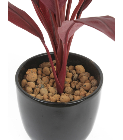 Pot