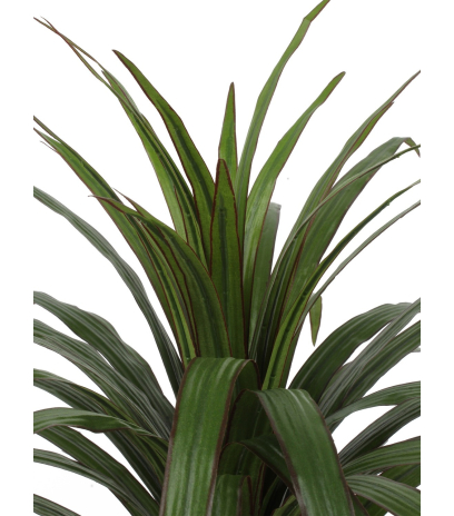 Dracaena marginata artificiel