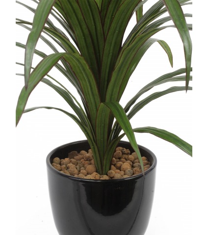 Dracaena marginata artificiel