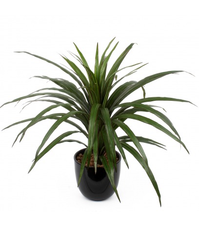 Dracaena marginata artificiel