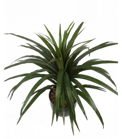 Dracaena marginata artificiel
