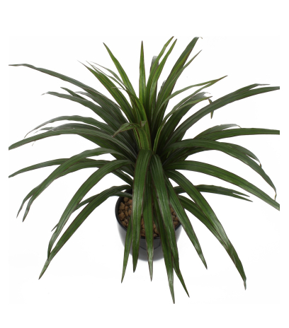 Dracaena marginata artificiel