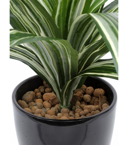 Dracaena artificiel warneckii