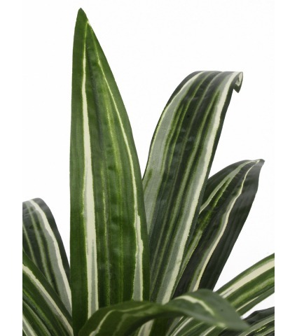 Dracaena artificiel warneckii