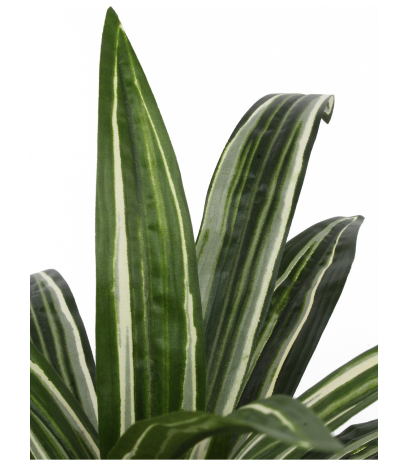 Dracaena artificiel warneckii