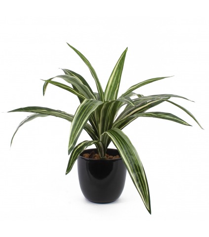 Dracaena artificiel warneckii