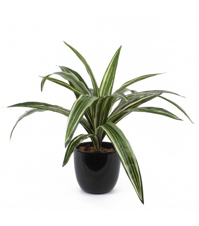 Dracaena artificiel warneckii