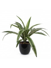 Dracaena artificiel warneckii