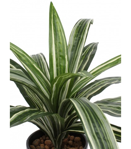 Dracaena artificiel warneckii