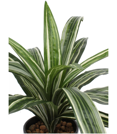 Dracaena artificiel warneckii